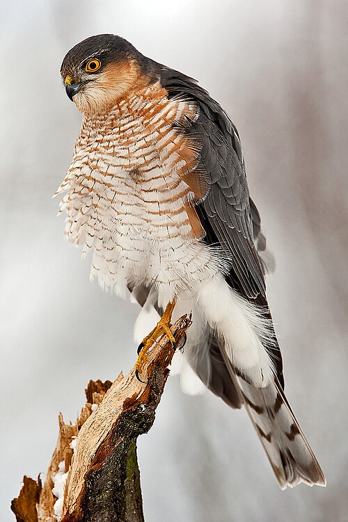 Accipiter