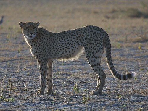 Acinonyx