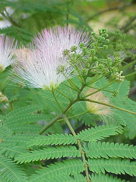 Albizia