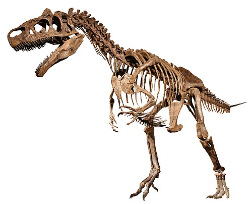 Allosaurus