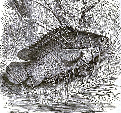 Anabantidae