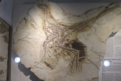 Anchiornis