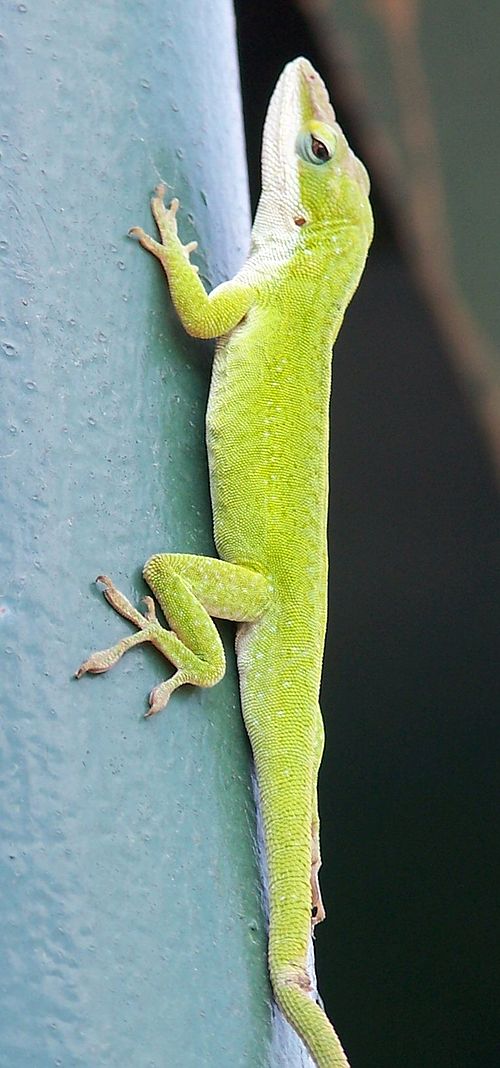 Anolis