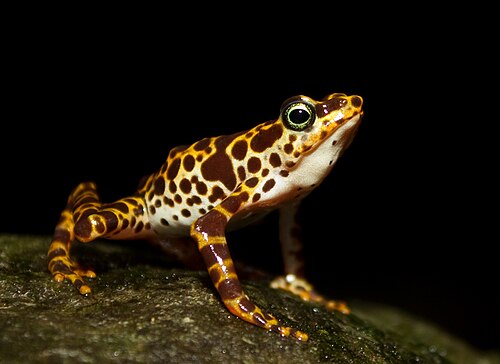 Atelopus