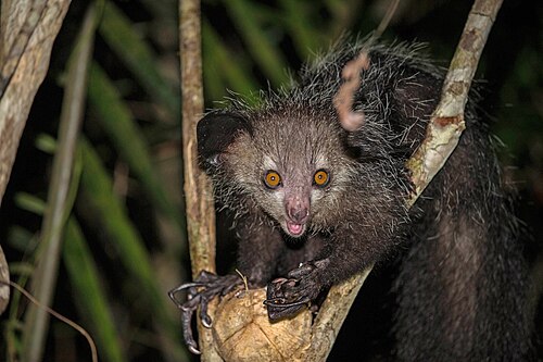 Aye-aye