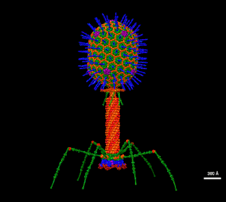 Bacteriophage