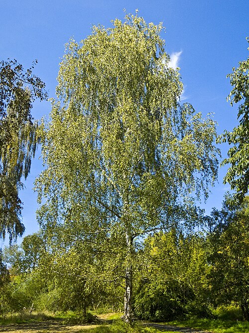 Betula