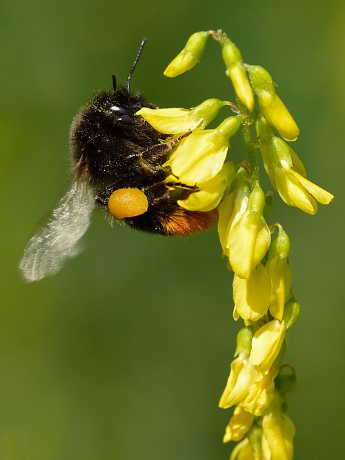 Bombus