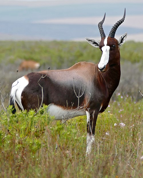 Bontebok