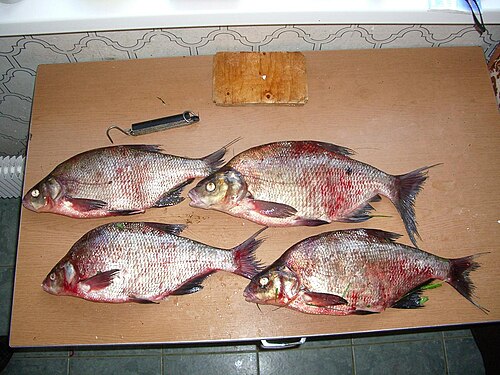 Bream