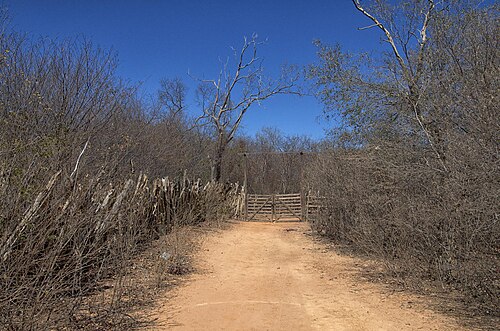 Caatinga
