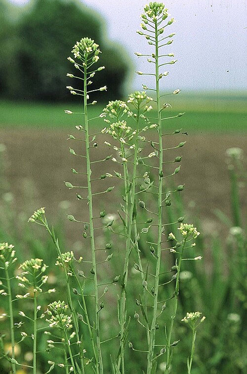 Camelina