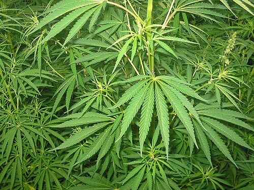 Cannabaceae