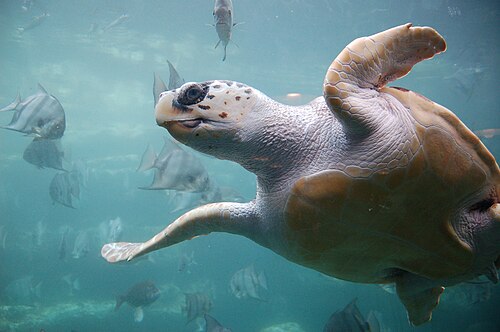 Caretta