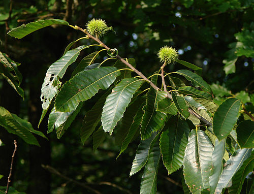 Castanea