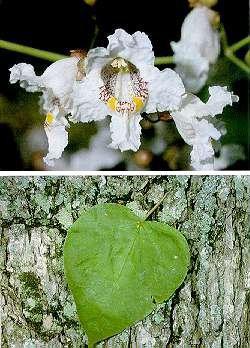 Catalpa
