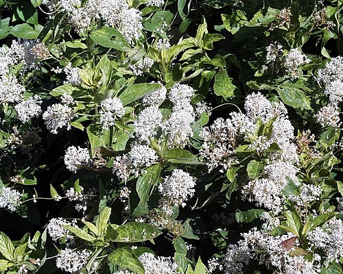 Ceanothus
