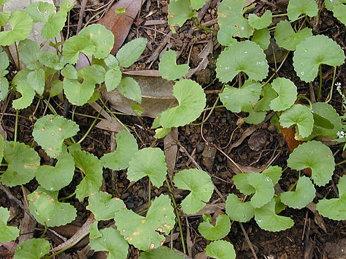 Centella