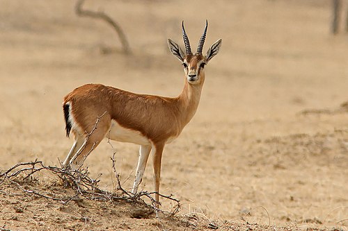 Chinkara
