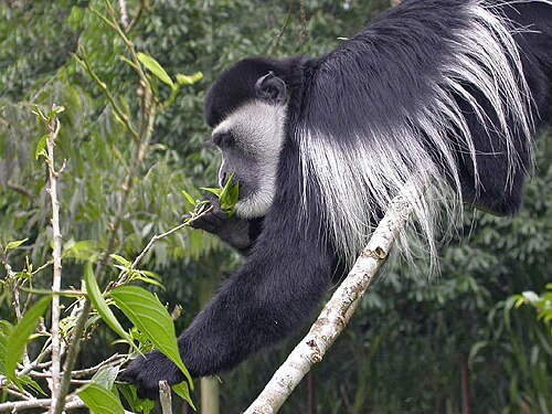 Colobus
