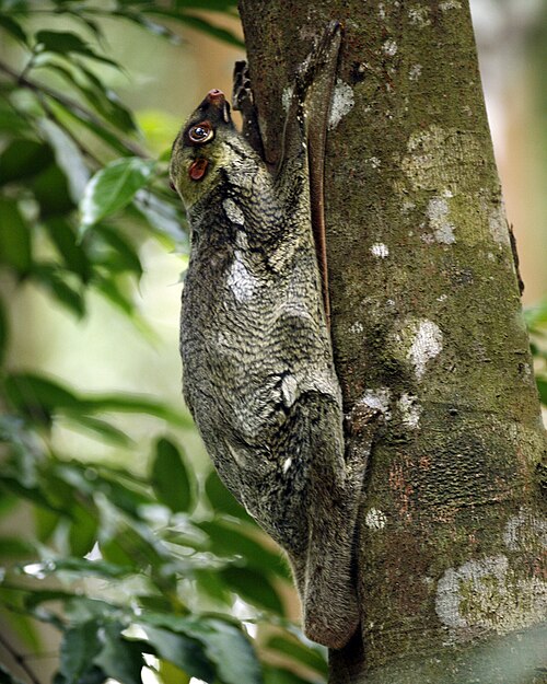 Colugo