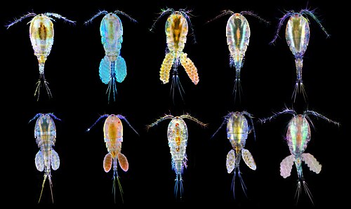 Copepoda