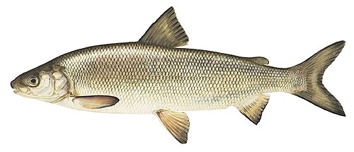 Coregonus