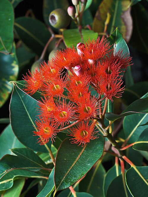 Corymbia