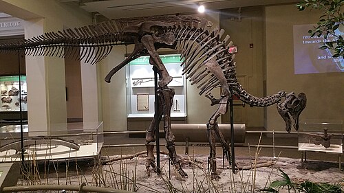 Corythosaurus