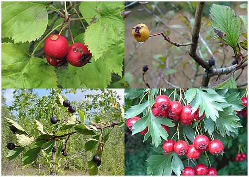 Crataegus
