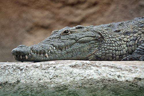 Crocodylidae