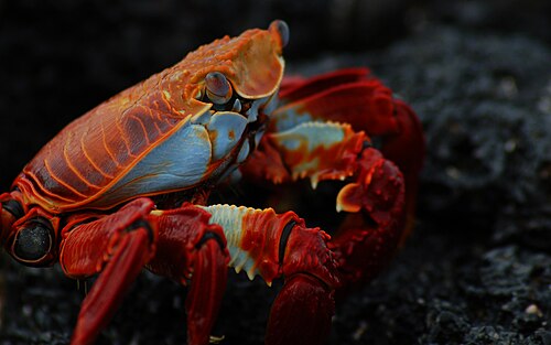 Crustaceans