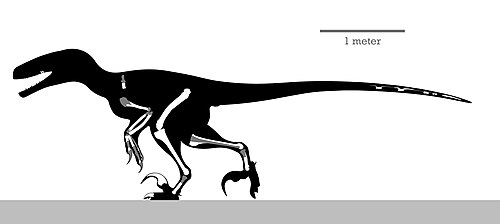 Dakotaraptor