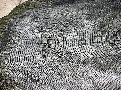 Dendrochronology