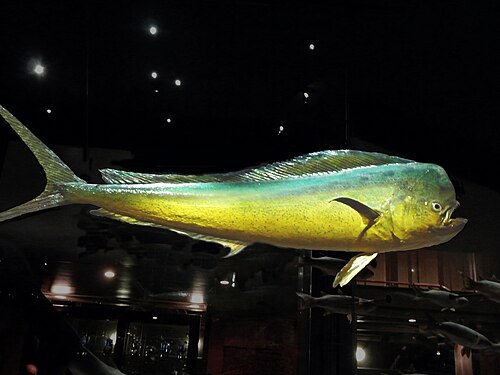Dolphinfish