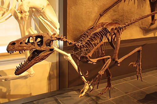 Dromaeosaurus