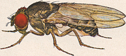 Drosophila