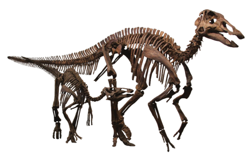 Edmontosaurus