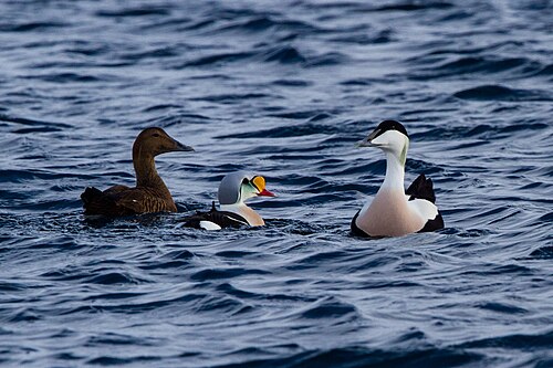 Eider