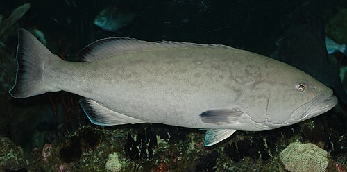 Epinephelinae