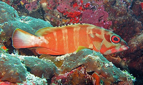 Epinephelus