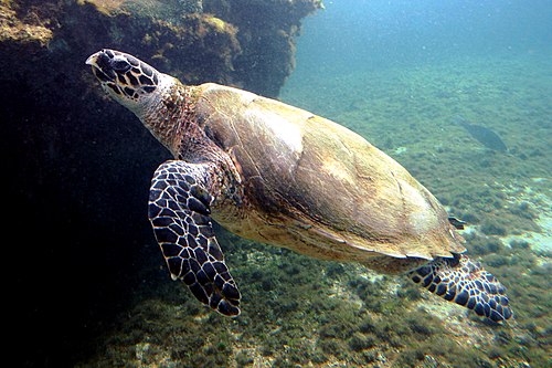 Eretmochelys