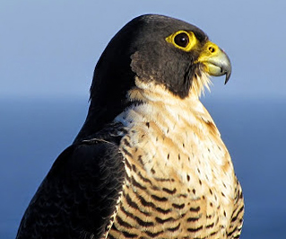 Falconiformes
