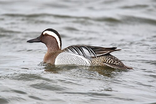 Garganey