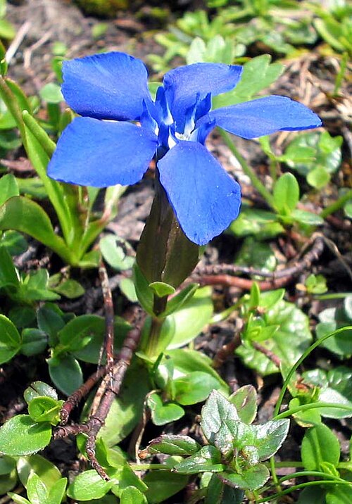 Gentiana