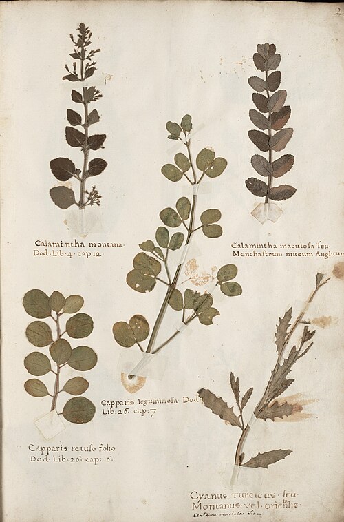 Herbarium