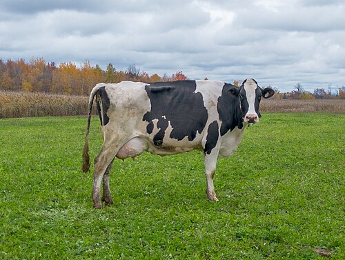 Holstein-Friesian