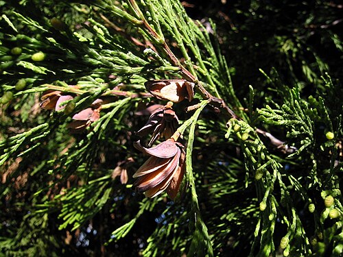 Incense-cedar