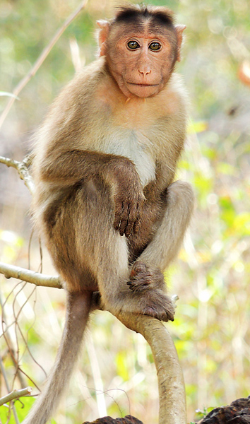 Macaca