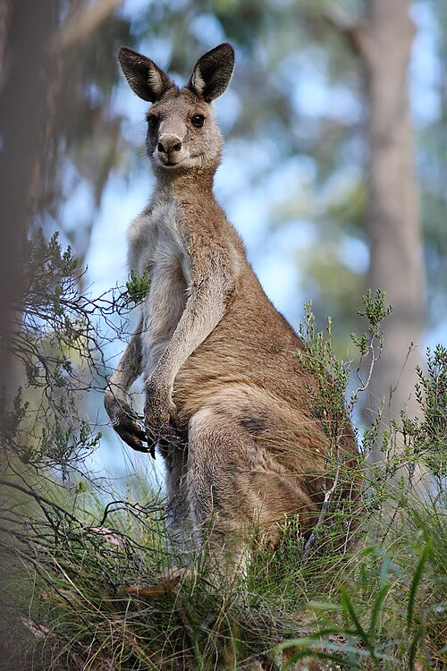 Macropus